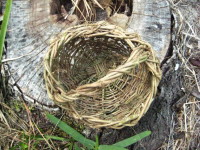 Top view of basket made of cat's claw vine