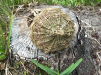 Bottom view of basket made of cat's claw vine