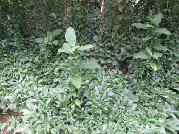 Three milkweed plants with black swallow-wort vines growing up over them